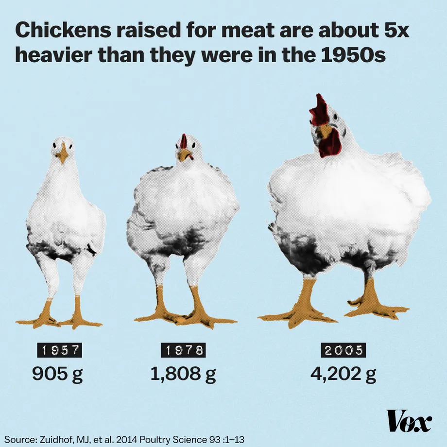 03_28_Chicken_Comparison.webp