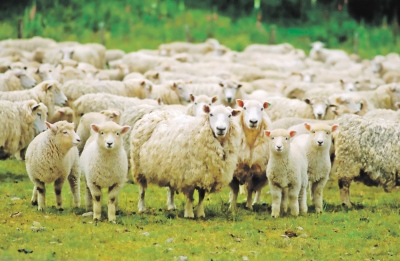 Σοβαρή διασπορά των κρουσμάτων πανώλης στα αιγοπρόβατα - Συνεχείς οι συσκέψεις στις Περιφέρειες