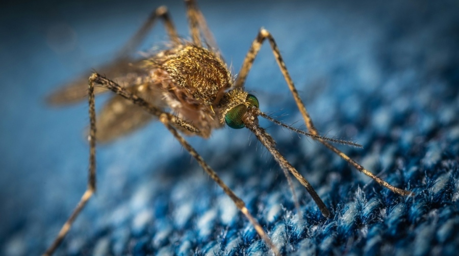 Εργοστάσιο στειρώνει κουνούπια… για να καταπολεμήσει τον δάγκειο πυρετό