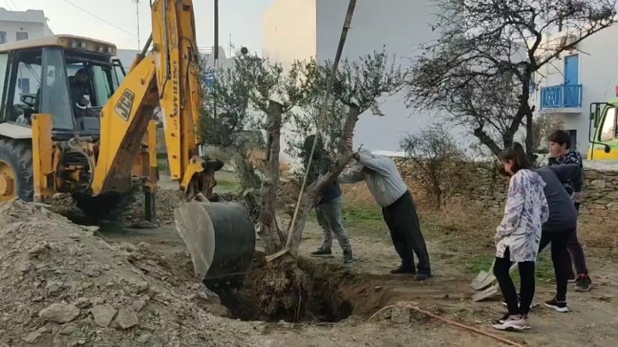 Τρία ελαιόδεντρα «υιοθέτησε» το Γυμνάσιο Σχοινούσας  με τη συνδρομή της ΕΡΓΟΣΕ