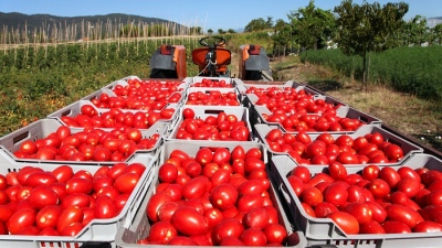 Incofruit Hellas: Στασιμότητα στην εξαγωγή πορτοκαλιών, γέμισε η αγορά ντομάτες Τουρκίας