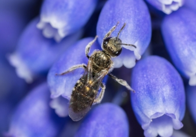 Γιατί στην Ευρώπη καταγράφεται σημαντική πτώση της μελισσοκομίας – Οι συνέπειες