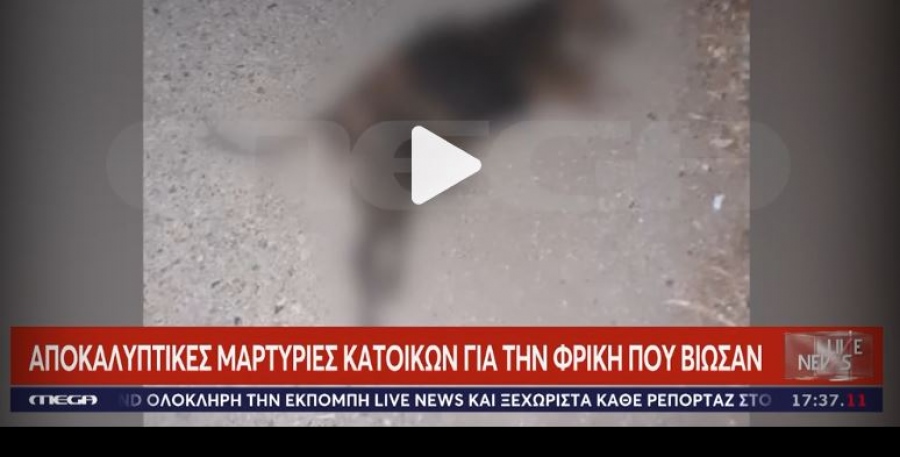 Κτηνωδία: Άγνωστοι καίνε σκυλιά ζωντανά στην Ηλεία