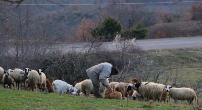 Συναγερμός για νέο ύποπτο κρούσμα ευλογιάς των αιγοπροβάτων στην Κρήτη