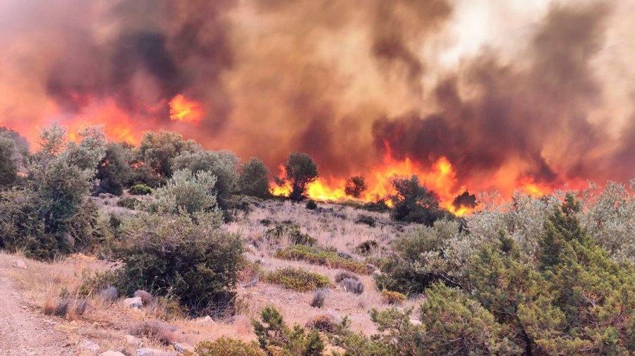 Συναγερμός στην πυροσβεστική για πυρκαγιά που καίει δάσος στα Σκούρτα Βοιωτίας