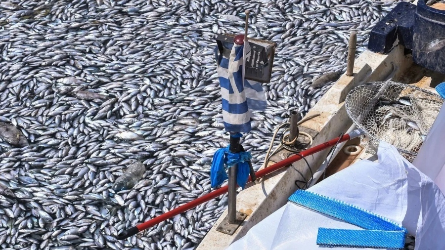 Greenpeace: Ανοχύρωτη η Θεσσαλία έναν χρόνο μετά τον Daniel - Η ευθύνη για τα νεκρά ψάρια