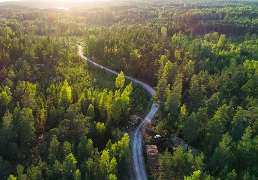Η απόλυτη υποκρισία από τις ΗΠΑ της πράσινης μετάβασης - Απαιτούν η ΕΕ να καθυστερήσει τη νομοθεσία για την αποψίλωση δασών