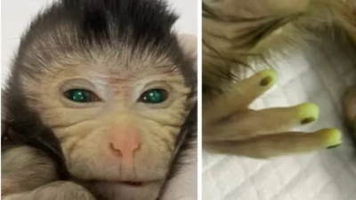 Κινέζοι δημιούργησαν ζωντανή χίμαιρα με βλαστοκύτταρα: Πίθηκος με μάτια και δάκτυλα που... φωσφορίζουν