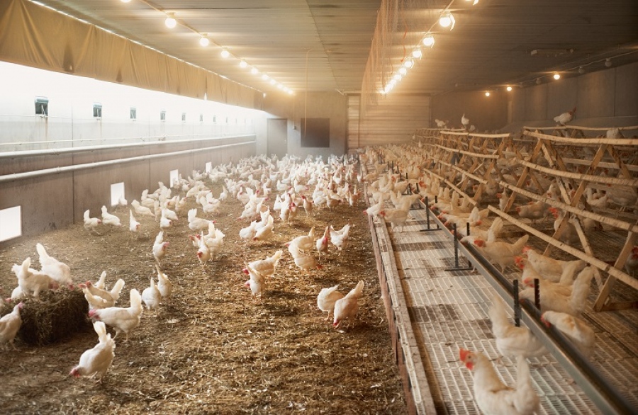 «Έτοιμη» η ΕΕ: 665.000 εμβόλια για την πρόληψη της γρίπης των πτηνών