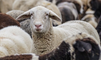 Πανώλη χτύπησε τα αιγοπρόβατα σε περιοχές της Περιφερειακής Ενότητας Λάρισας
