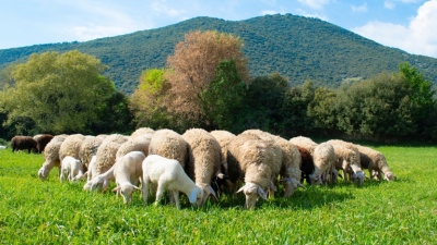 Ανατροπή για την πανώλη των αιγοπροβάτων, αποζημιώσεις έως 500 ευρώ για κάθε ζώο– Πόσα θανατώθηκαν συνολικά στην Ελλάδα