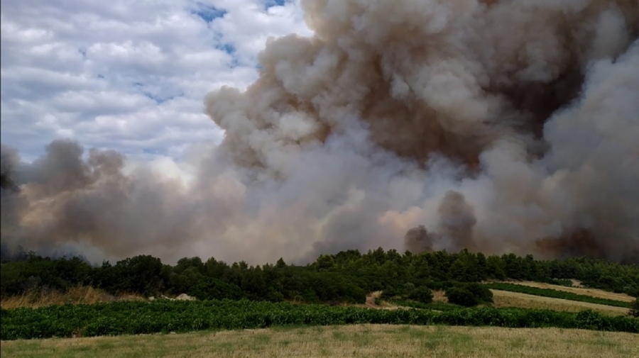 Φωτιά καίει δασική έκταση στην Τανάγρα - Στη μάχη με τις φλόγες 52 πυροσβέστες