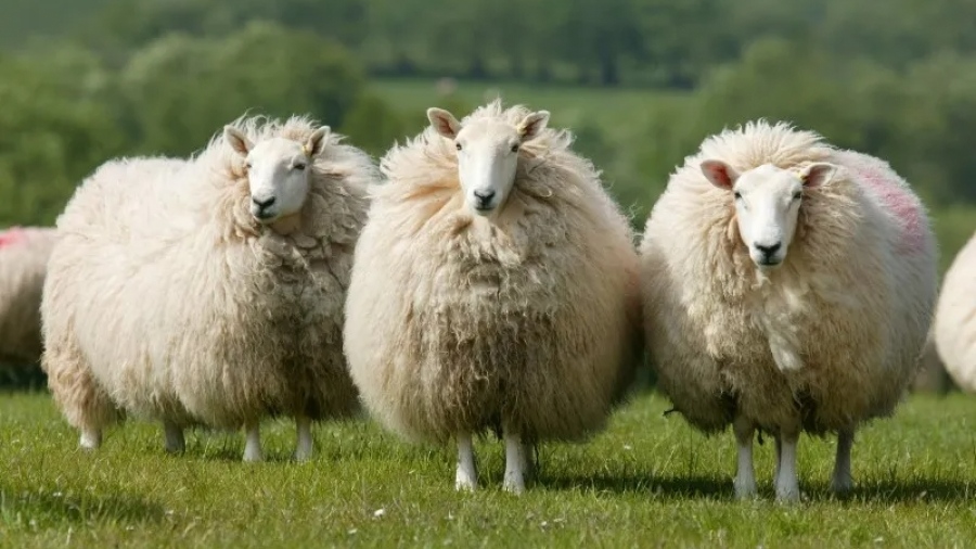 Πανώλη στα αιγοπρόβατα: Σε συναγερμό οι φορείς, ευρεία συντονιστική σύσκεψη στη Λάρισα