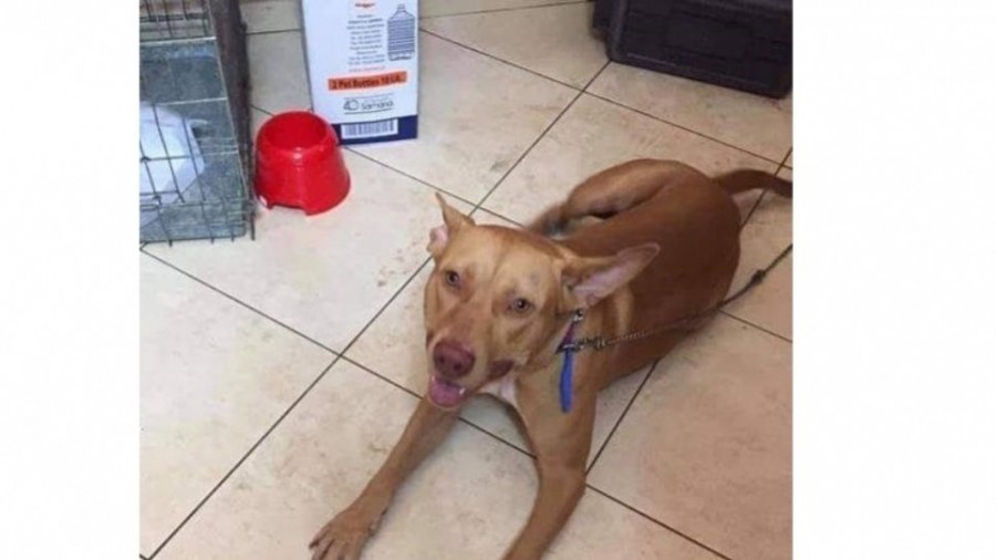 Κρήτη: Παρουσιάσθηκε στις Αρχές ο υπάλληλος της ΔΕΗ που κακοποίησε τον σκύλο