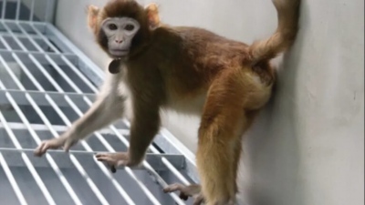 Κινέζοι ερευνητές κλωνοποίησαν τον πρώτο πίθηκο rhesus - Πιστό αντίγραφο στη φυσιολογία του ανθρώπου