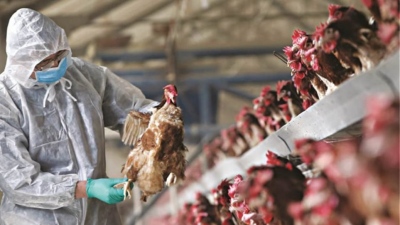 SOS Μαγιορκίνη για νέα πανδημία: Η γρίπη των πτηνών μπορεί να περάσει στον άνθρωπο - Πολύ σοβαρά τα περιστατικά