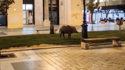 Θεσσαλονίκη: Αγριογούρουνο «έκοβε» βόλτες στην πλατεία... Αριστοτέλους