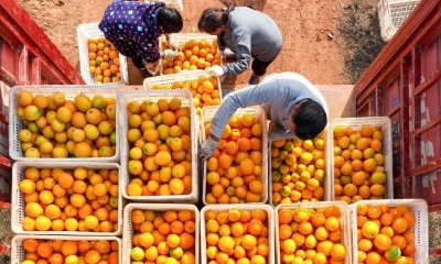 Incofruit Hellas: Στασιμότητα στις εξαγωγές μανταρινιών, χαμηλές οι τιμές λόγω εισαγωγής φθηνών πορτοκαλιών Αιγύπτου