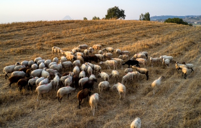 Εντοπίστηκε κρούσμα πανώλης μικρών μηρυκαστικών σε κτηνοτροφική μονάδα στην Κορινθία