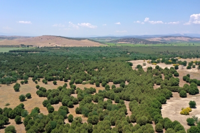Η Τουρκία καταπολεμά την ερημοποίηση με χιλιάδες δέντρα και έκτακτα μέτρα