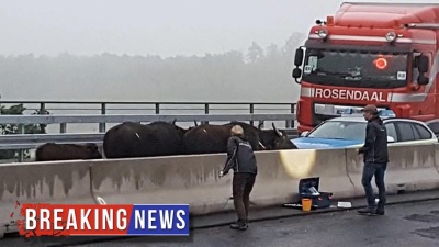 Πέντε βουβάλια δημιούργησαν κυκλοφοριακό κομφούζιο