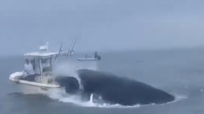 Το viral της ημέρας: Απίστευτο βίντεο με φάλαινα που έπεσε πάνω σε βάρκα και εκτόξευσε στον αέρα τους ψαράδες