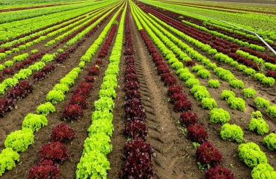Σε εφαρμογή από 10 Ιουνίου η συμφωνία Ελλάδας - Αιγύπτου για τους εργαζόμενους στη γεωργία
