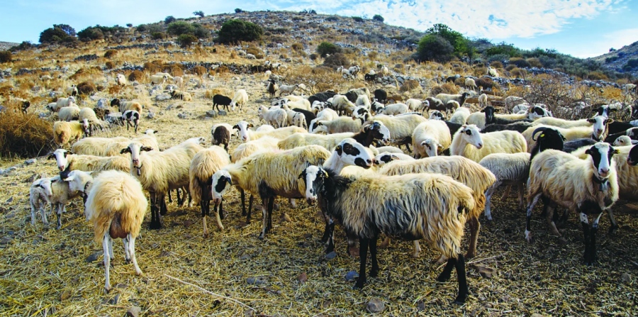 Κρούσματα πανώλης αιγοπροβάτων στην Κρήτη – Ζώνες αποκλεισμού και εφιαλτικά σενάρια για τη νόσο που έχει χτυπήσει ήδη σε 5 Περιφέρειες